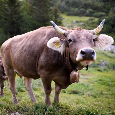 Tinder: Tudder für Rinder