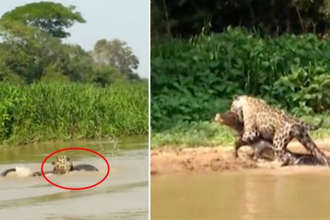 Brasilien: Spektakuläre Jagd – Jaguar schnappt sich Krokodil