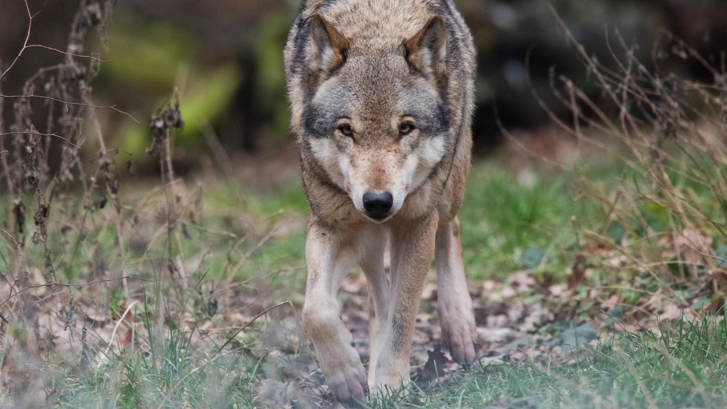 Die beiden Männer hielten den Wolf, ähnlich diesem hier, zunächst für einen Hund