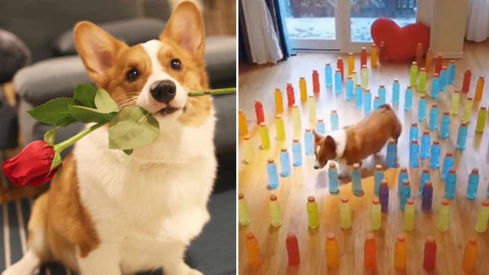 Internet-Challenge: Welsh Corgi Pino ist ein Meister im meistern von Labyrinthen. Welsh Corgi Pino ist ein Meister im meistern von Labyrinthen.
