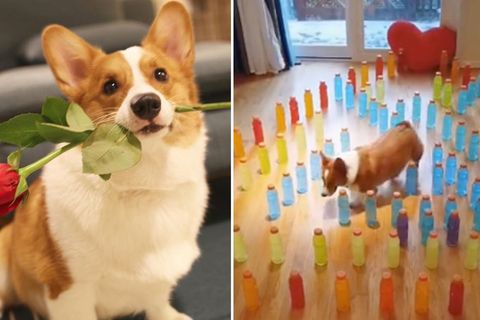 Welsh Corgi Pino ist ein Meister im meistern von Labyrinthen.