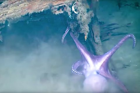 Mexiko: Kraken kämpfen um ruhiges Plätzchen in der Tiefsee