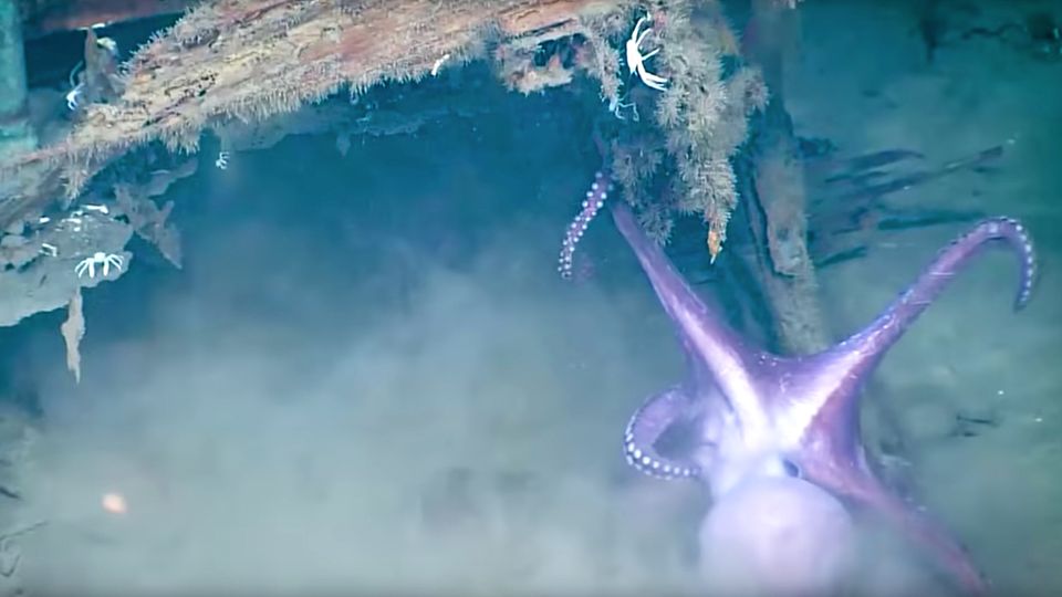 Mexiko: Kraken kämpfen um ruhiges Plätzchen in der Tiefsee