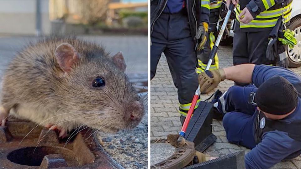 Feuerwehr im Einsatz: Ratte steckt in Gully fest - mit acht Mann klappt die Rettung Feuerwehr im Einsatz: Ratte steckt in Gully fest - mit acht Mann klappt die Rettung