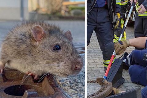 Feuerwehr im Einsatz: Ratte steckt in Gully fest - mit acht Mann klappt die Rettung