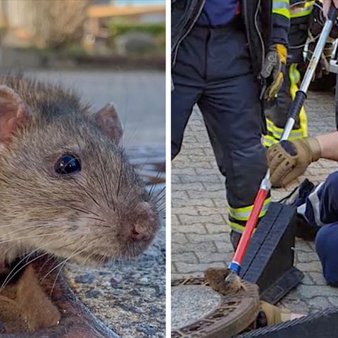 Feuerwehr im Einsatz: Ratte steckt in Gully fest - mit acht Mann klappt die Rettung