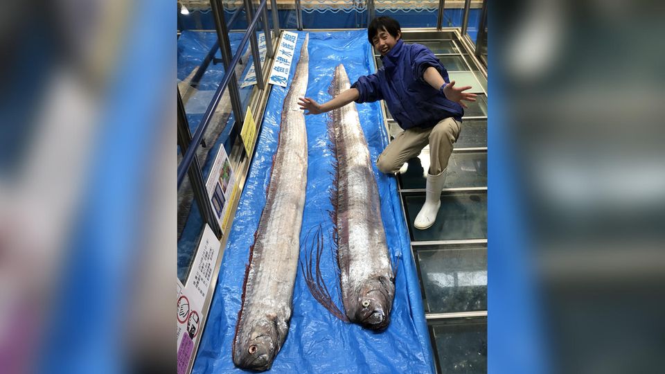 Das Quzu Aquarium zeigt die mittlerweile verstorbenen Riemenfische Das Quzu Aquarium zeigt die mittlerweile verstorbenen Riemenfische