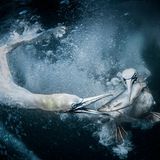 Großbritannien, 1. Platz, National Awards:  Bei ihrer Reise nach Shetland, einer Inselgruppe vor Schottland, wollte die Fotografin Tracey Lund vor allem Tölpel bei ihrer Unterwasserjagd nach Fischen fotografieren. "Es war eine unglaubliche Erfahrung, zu sehen, was unter Wasser passiert, und ich werde es nie vergessen", sagte sie über ihre Arbeit. 