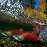 Taiwan, 1. Platz, National Awards:  Diese spezifische Art von Lachsen hat nur ein einziges Ziel in ihrem Leben: Aus dem fernen Meer an die Westküste Kanadas kehren sie zur Mündung des Fluss zurück, wo sie einst auf die Welt kamen - nur um sich dort zu paaren und danach zu sterben.