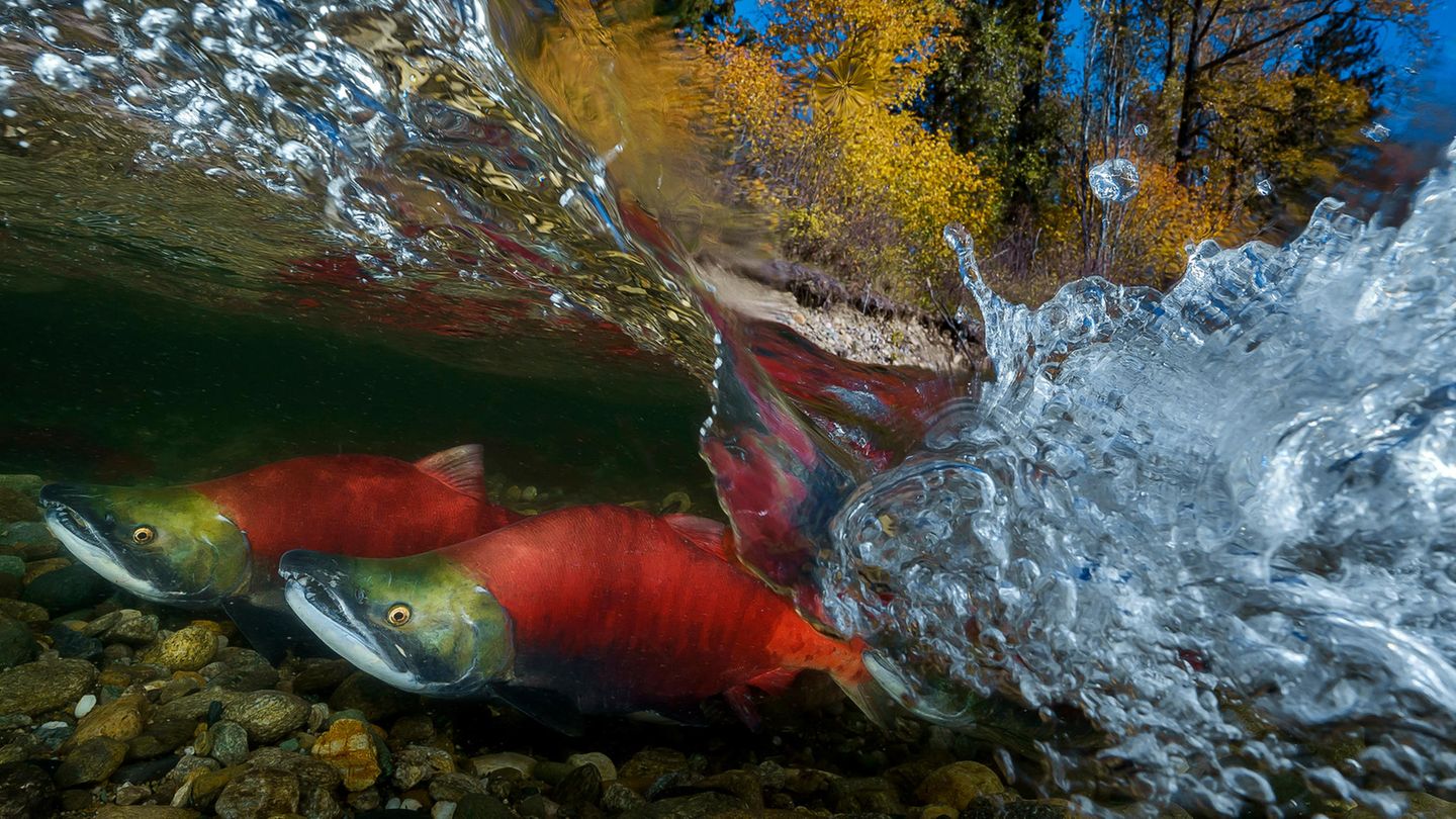 Taiwan, 1. Platz, National Awards:  Diese spezifische Art von Lachsen hat nur ein einziges Ziel in ihrem Leben: Aus dem fernen Meer an die Westküste Kanadas kehren sie zur Mündung des Fluss zurück, wo sie einst auf die Welt kamen - nur um sich dort zu paaren und danach zu sterben.