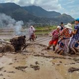 Nepal, 2. Platz, National Awards:  Landwirte ziehen während des "Ropai Jatra Festivals" einen Traktor von einem Feld zum anderen. Das Festival markiert den geschäftigsten Tag im Leben eines Reisbauern. 