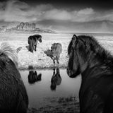 Deutschland, 1. Platz, National Awards:  Bei dem "German National Award" setzte sich Bärbel Brechtel mit ihrem Bild "Follow US" durch. Es zeigt vier Pferde auf zwei Seiten eines Baches.