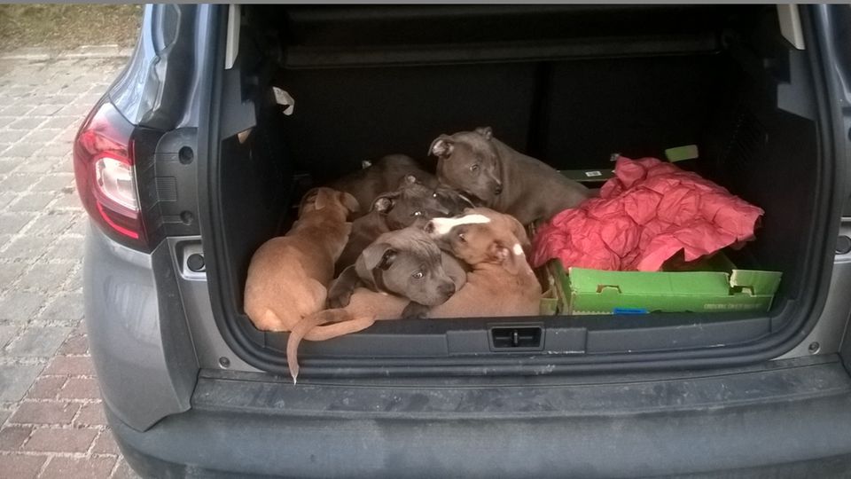 Nachrichten Deutschland Frankfurt-Oder Zehn Hundewelpen liegen im Kofferraum eines Renaults.