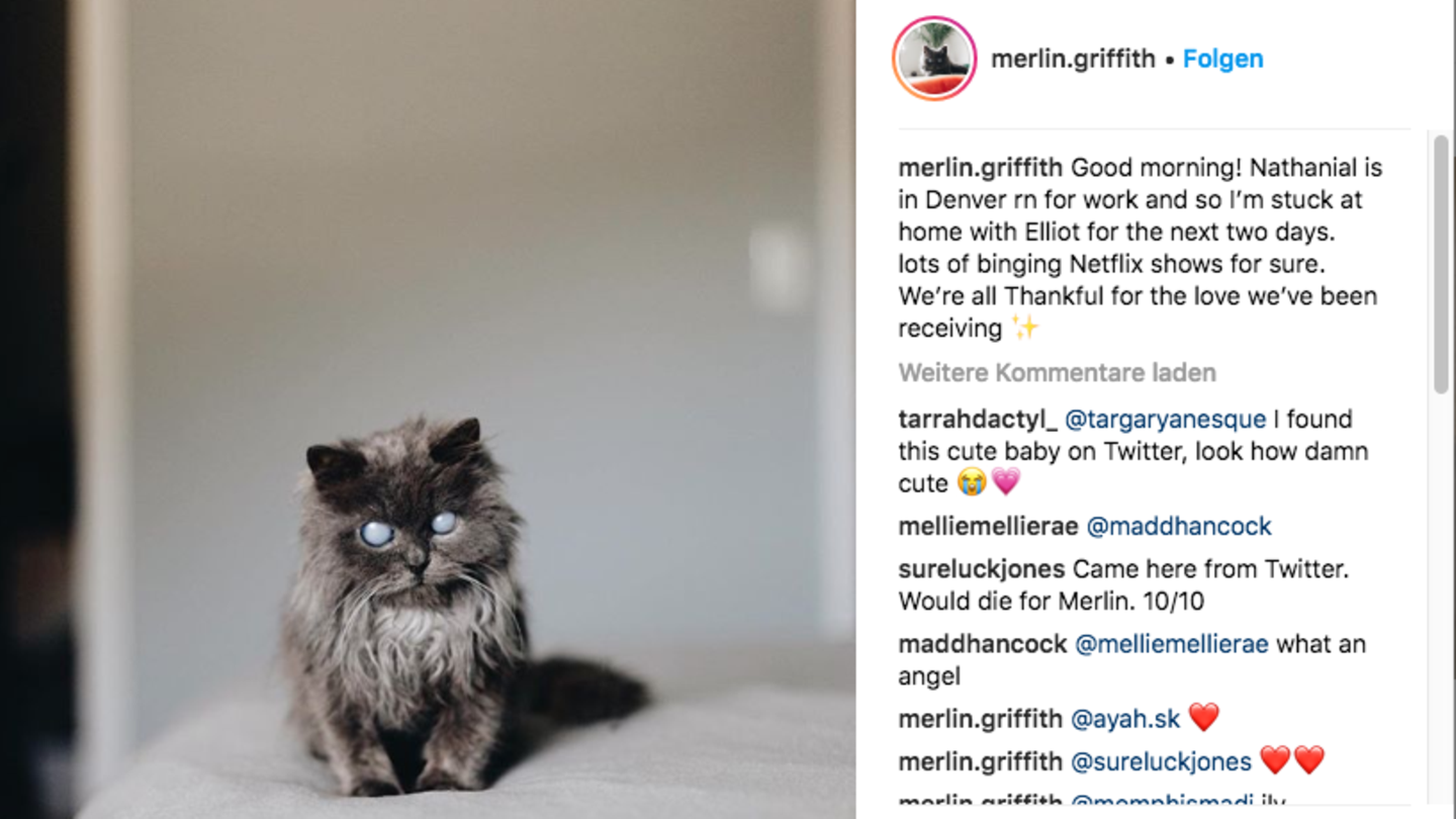 Bild einer blinden Katze auf Instagram