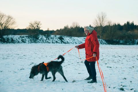 Immer der Nase nach: Archäologiehunde leisten Unglaubliches – dahinter steckt harte Arbeit