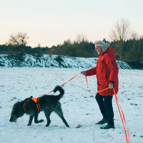 Immer der Nase nach: Archäologiehunde leisten Unglaubliches – dahinter steckt harte Arbeit