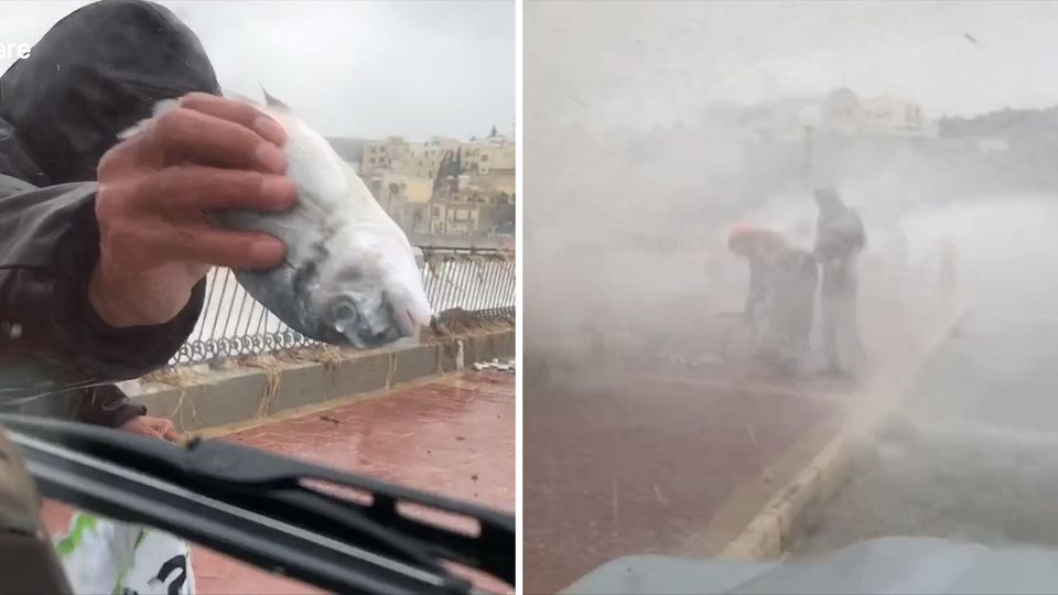 Auf Malta sammeln Bewohner Fische ein, die durch heftige Wellen massenweise an die Promenade gespült werden.