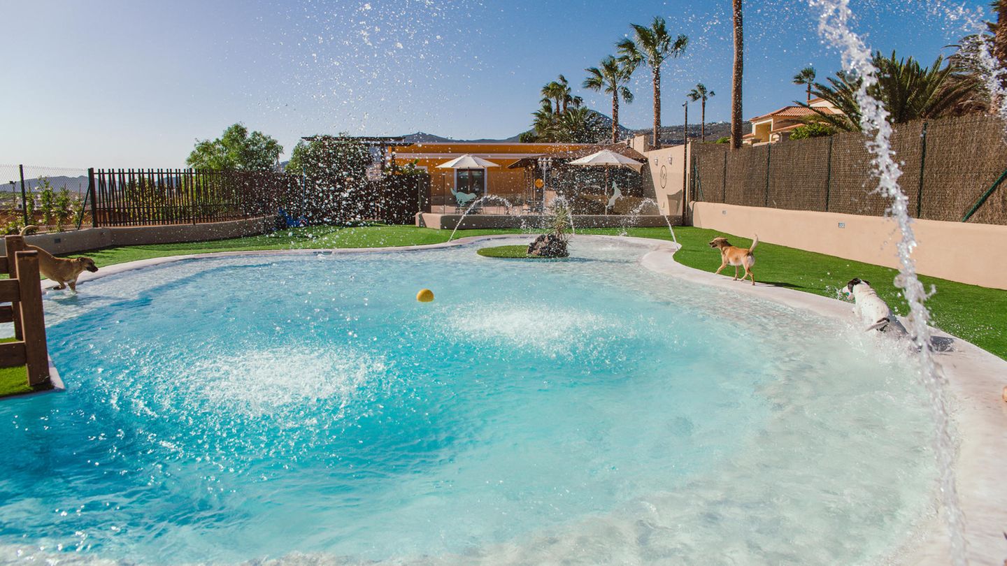 Teneriffa - Mascots Resort: Haben Sie sich mal gefragt, ob Ihr Hund vielleicht ohne Sie Urlaub machen möchte? Ausschließlich unter seinesgleichen? Schwimmen, schlemmen, toben, massiert werden oder eine neue Frisur bekommen? Ja, das gibt es jetzt. In Las Zocas auf der Kanareninsel Teneriffa hat das erste Luxushotel samt Club für Hunde und Katzen eröffnet. Dort machen die Tiere längere Ferien oder sie werden tagesbetreut. Neben Wasserpark, Spielwiese und Indoorpool bietet das Hundeparadies Aromatherapie, Friseur und Welpentraining. Wer mag, kann im Café zuschauen, wie der Vierbeiner im Pool tollt, oder in der hauseigenen Boutique ein neues Körbchen kaufen. Wie Disneyland für Vierbeiner mit hohem Spaßfaktor. Ab ca. 25 Euro pro Tag. Infos: www.mascotsresort.com