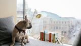 Wien - The Guest House Vienna: Ein Citytrip mit Hund ist ja nicht immer ganz einfach, vor allem für das Tier. Umso wichtiger ist, dass Hund und Herrchen in einem Hotel absteigen, in dem der Wuffer nicht nur willkommen ist, sondern das Personal auch gute Tipps für Gassirunden parat hat. Im "Guest House" in der Wiener Innenstadt ist beides absolut der Fall. Das kleine, stylische Zuhause auf Zeit liegt strategisch günstig zwischen Oper und Stephansplatz neben der Albertina, das Interieur ist eine tolle Mischung aus Design und Gemütlichkeit. Eingerichtet hat es das Team um Sir Terence Conran. Hundebett, Napf und Leckerlis gibt es natürlich auch. Individuelles Stadthotel mit besonderem Charme. Ab ca. 135 Euro pro Person im DZ, für Hunde wird kein Aufschlag berechnet. Infos: www.theguesthouse.at