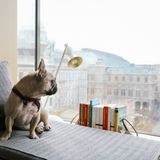 Wien - The Guest House Vienna: Ein Citytrip mit Hund ist ja nicht immer ganz einfach, vor allem für das Tier. Umso wichtiger ist, dass Hund und Herrchen in einem Hotel absteigen, in dem der Wuffer nicht nur willkommen ist, sondern das Personal auch gute Tipps für Gassirunden parat hat. Im "Guest House" in der Wiener Innenstadt ist beides absolut der Fall. Das kleine, stylische Zuhause auf Zeit liegt strategisch günstig zwischen Oper und Stephansplatz neben der Albertina, das Interieur ist eine tolle Mischung aus Design und Gemütlichkeit. Eingerichtet hat es das Team um Sir Terence Conran. Hundebett, Napf und Leckerlis gibt es natürlich auch. Individuelles Stadthotel mit besonderem Charme. Ab ca. 135 Euro pro Person im DZ, für Hunde wird kein Aufschlag berechnet. Infos: www.theguesthouse.at