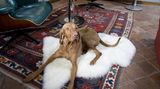 Zürich - Hotel Widder: Mitten in der Zürcher Altstadt liegt dieses Fünf-Sterne-Hideaway, hinter dessen alten Mauern sich modernster Komfort und schickes Design verbergen. Da auch der Hund von Welt gern stilvoll absteigt, gibt es hier feinstes Futter und speziell designte Accessoires. Wenn Frauchen und Herrchen einen Stadtbummel ohne Begleiter planen, kann ein Gassiservice gebucht werden, und auch das Küchenteam zaubert, was das Hundeherz begehrt. Der "Very Important Pet Service"-Concierge vermittelt sogar einen passenden Züchter, falls der Gast noch gar keinen Hund hat. Die 49 Zimmer und Suiten bieten einen tollen Mix aus Antikem und Ultramodernem – so treffen zum Beispiel Deckenfresken auf Fernseher, die im Badspiegel integriert sind. Nicht viele kleine, feine Stadthotels heißen Hunde so willkommen wie das "Widder". Ab ca. 207 Euro pro Person im DZ, plus 22 Euro für den Hund. Infos: www.widderhotel.com