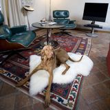 Zürich - Hotel Widder: Mitten in der Zürcher Altstadt liegt dieses Fünf-Sterne-Hideaway, hinter dessen alten Mauern sich modernster Komfort und schickes Design verbergen. Da auch der Hund von Welt gern stilvoll absteigt, gibt es hier feinstes Futter und speziell designte Accessoires. Wenn Frauchen und Herrchen einen Stadtbummel ohne Begleiter planen, kann ein Gassiservice gebucht werden, und auch das Küchenteam zaubert, was das Hundeherz begehrt. Der "Very Important Pet Service"-Concierge vermittelt sogar einen passenden Züchter, falls der Gast noch gar keinen Hund hat. Die 49 Zimmer und Suiten bieten einen tollen Mix aus Antikem und Ultramodernem – so treffen zum Beispiel Deckenfresken auf Fernseher, die im Badspiegel integriert sind. Nicht viele kleine, feine Stadthotels heißen Hunde so willkommen wie das "Widder". Ab ca. 207 Euro pro Person im DZ, plus 22 Euro für den Hund. Infos: www.widderhotel.com