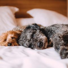 Entspannung - wichtig für Hund und Halter