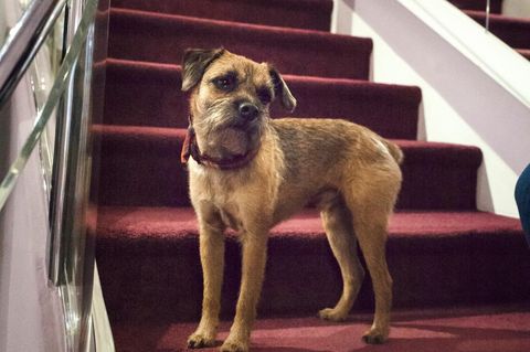 Die DOGS-Redaktion war zu Besuch bei einem ganz besonderen Hund