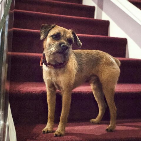 Die DOGS-Redaktion war zu Besuch bei einem ganz besonderen Hund