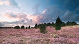 Lüneburger Heide, Niedersachsen  Die schönste Reisezeit für die Lüneburger Heide ist der August, denn dann erstrahlt die gesamte Heide im typischen Lila. Ein Anblick, der wirklich beeindruckend ist. Besonders schön: die vielen Wanderwege in der Lüneburger Heide, auf denen man durch das Farbenmeer der Heide wandeln kann.