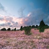 Lüneburger Heide, Niedersachsen  Die schönste Reisezeit für die Lüneburger Heide ist der August, denn dann erstrahlt die gesamte Heide im typischen Lila. Ein Anblick, der wirklich beeindruckend ist. Besonders schön: die vielen Wanderwege in der Lüneburger Heide, auf denen man durch das Farbenmeer der Heide wandeln kann.