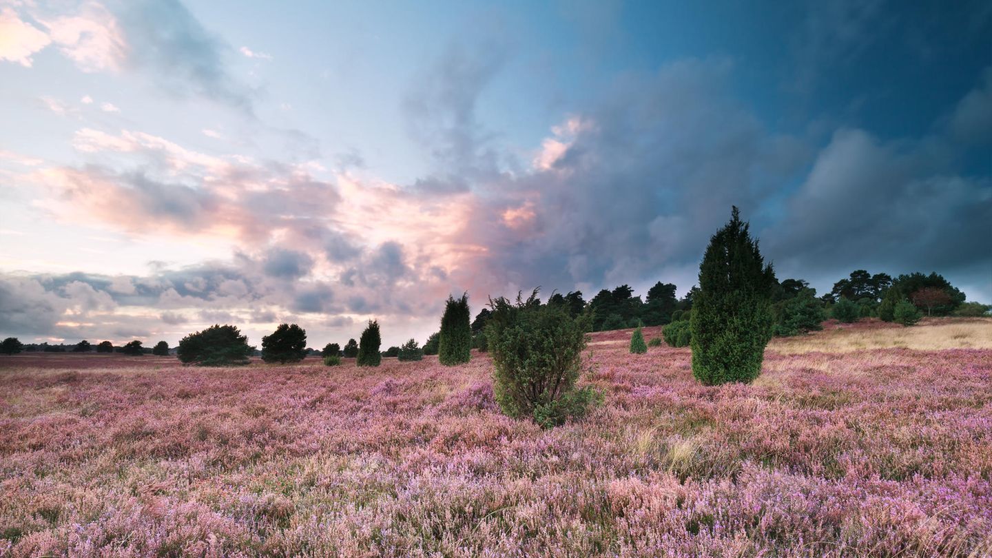 Lüneburger Heide, Niedersachsen  Die schönste Reisezeit für die Lüneburger Heide ist der August, denn dann erstrahlt die gesamte Heide im typischen Lila. Ein Anblick, der wirklich beeindruckend ist. Besonders schön: die vielen Wanderwege in der Lüneburger Heide, auf denen man durch das Farbenmeer der Heide wandeln kann.