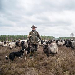 Wolf in Lüneburger Heide: Warum ein Schäfer jetzt aufrüstet