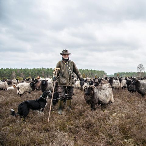 Wolf in Lüneburger Heide: Warum ein Schäfer jetzt aufrüstet