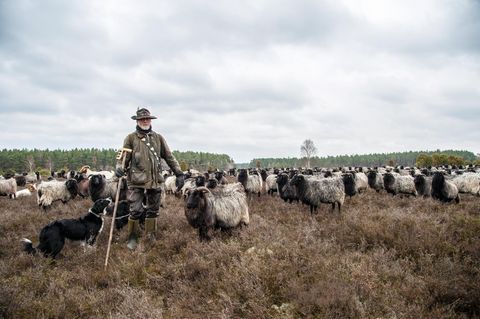 Wolf in Lüneburger Heide: Warum ein Schäfer jetzt aufrüstet