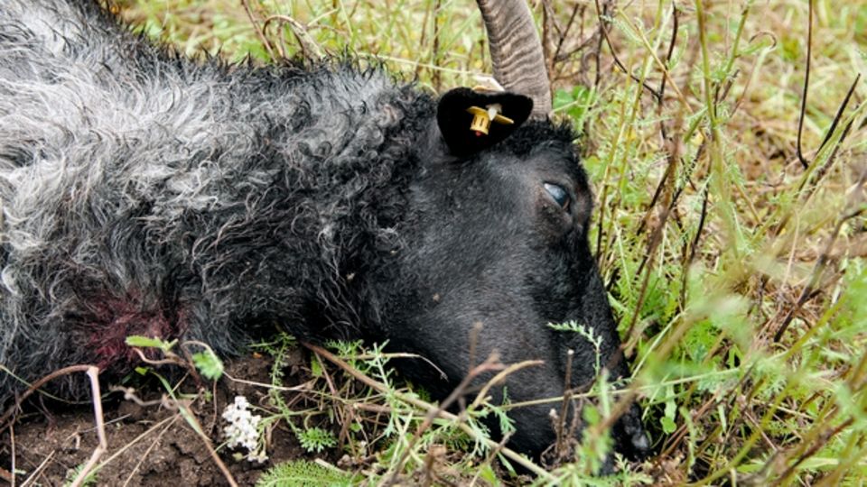 Gefahr für Nutztiere: Ein Schaf erledigt der Wolf mit einem schnellen Biss in die Kehle Ein Schaf erledigt der Wolf mit einem schnellen Biss in die Kehle