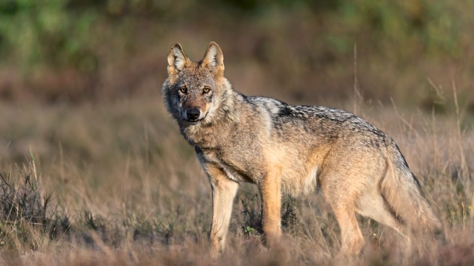 Gefahr für Nutztiere: Wenn der Wolf Beute macht, unterscheidet er nicht zwischen Nutz- und Wildtier Wenn der Wolf Beute macht, unterscheidet er nicht zwischen Nutz- und Wildtier