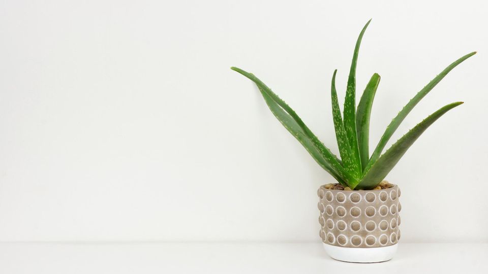 Aloe Vera Aloe Vera