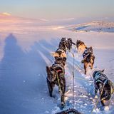 Der Dividalen-Nationalpark in Troms, eines der größten Wildnisgebiete Europas: Im Winter kommt man nur mit Hunden durch. Der Schnee in den Tälern liegt hüfthoch.