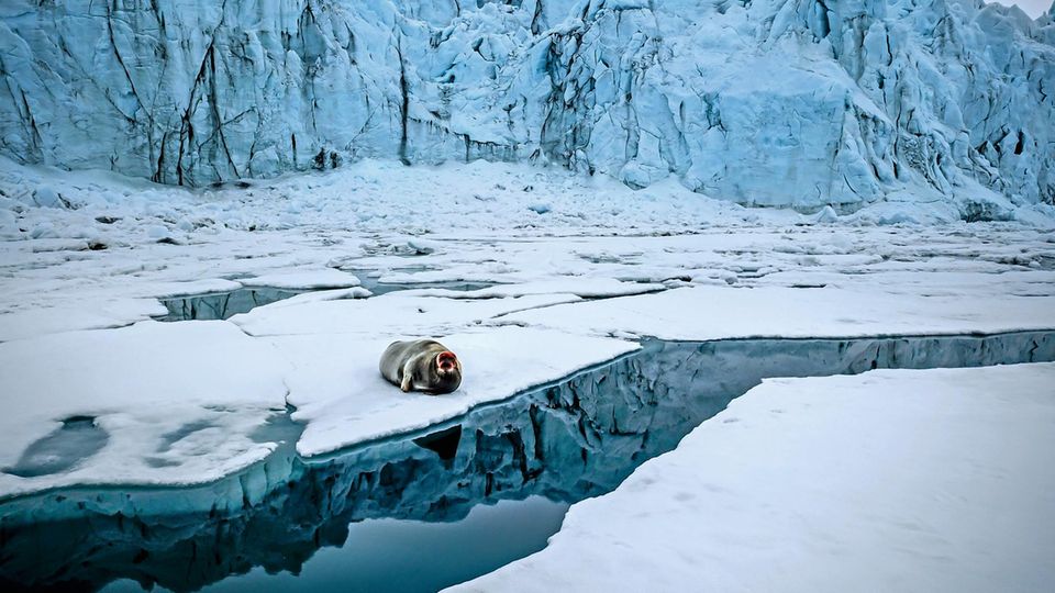 Reisefotografie: Der rote Kopf dieser entspannten Bartrobbe kommt vom Fressen: Der Meeresboden vor Spitzbergen enthält Eisenpartikel, die sich im Fell festsetzen Der rote Kopf dieser entspannten Bartrobbe kommt vom Fressen: Der Meeresboden vor Spitzbergen enthält Eisenpartikel, die sich im Fell festsetzen