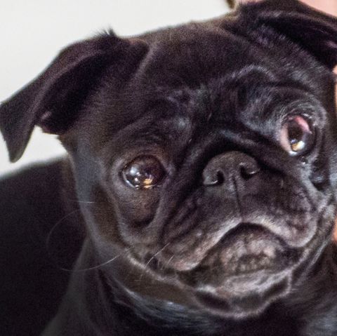 Mops-Dame "Edda"