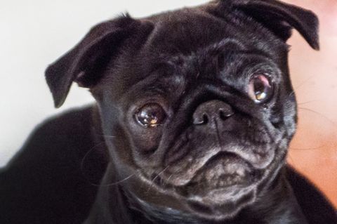 Mops-Dame "Edda"