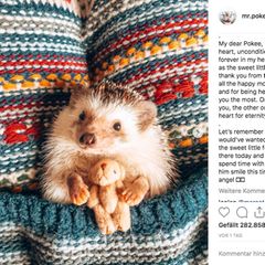 Instagram-Igel Mr. Pokee ist gestorben