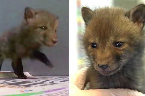 In der Nähe von London päppelt die Tierrettungsorganisation Wildlife Aid ein verwaisten Fuchsbaby auf. 
