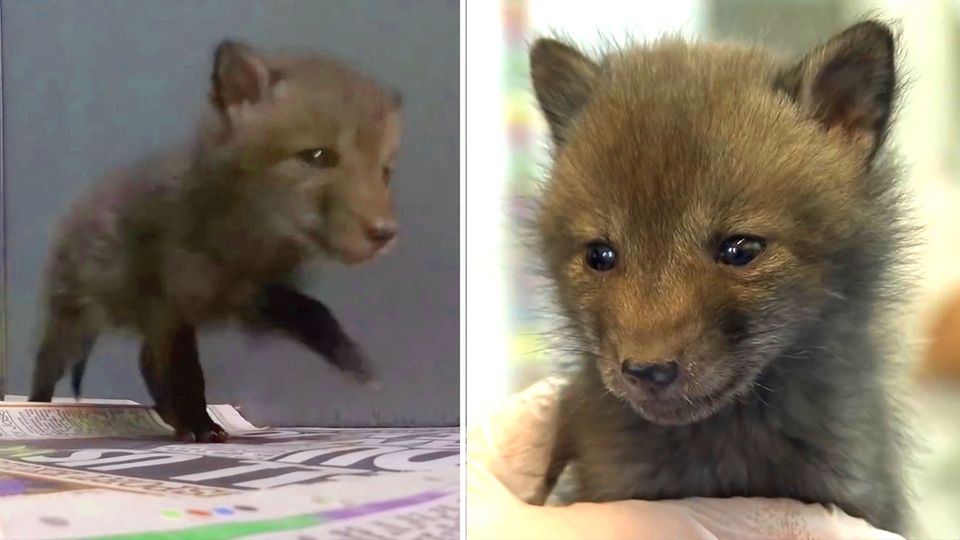 In der Nähe von London päppelt die Tierrettungsorganisation Wildlife Aid ein verwaisten Fuchsbaby auf. 
