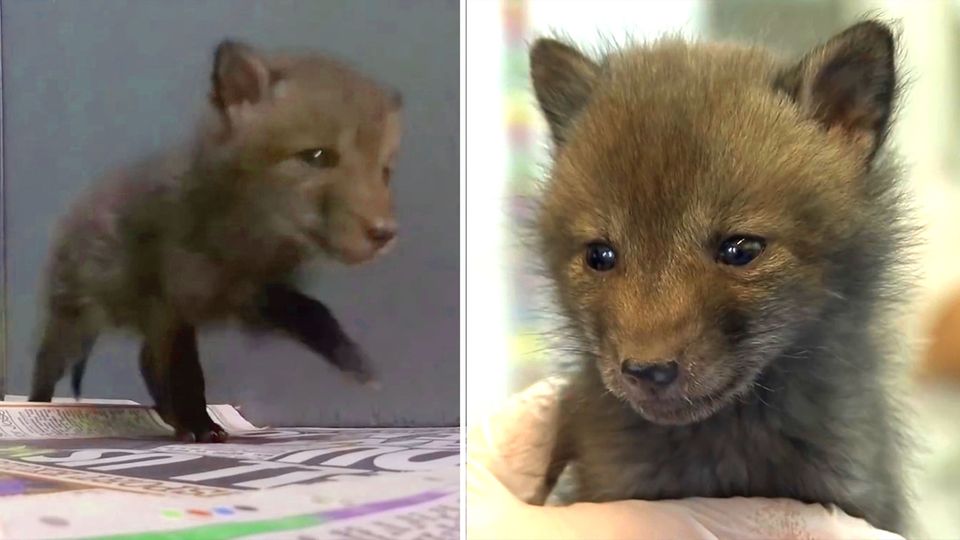 Herzerweichend: In der Nähe von London päppelt die Tierrettungsorganisation Wildlife Aid ein verwaisten Fuchsbaby auf. In der Nähe von London päppelt die Tierrettungsorganisation Wildlife Aid ein verwaisten Fuchsbaby auf.