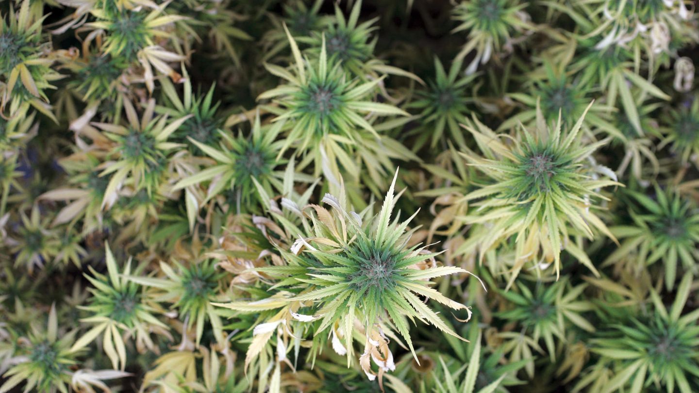 In Greifswald könnte bald medizinisches Cannabis angebaut werden