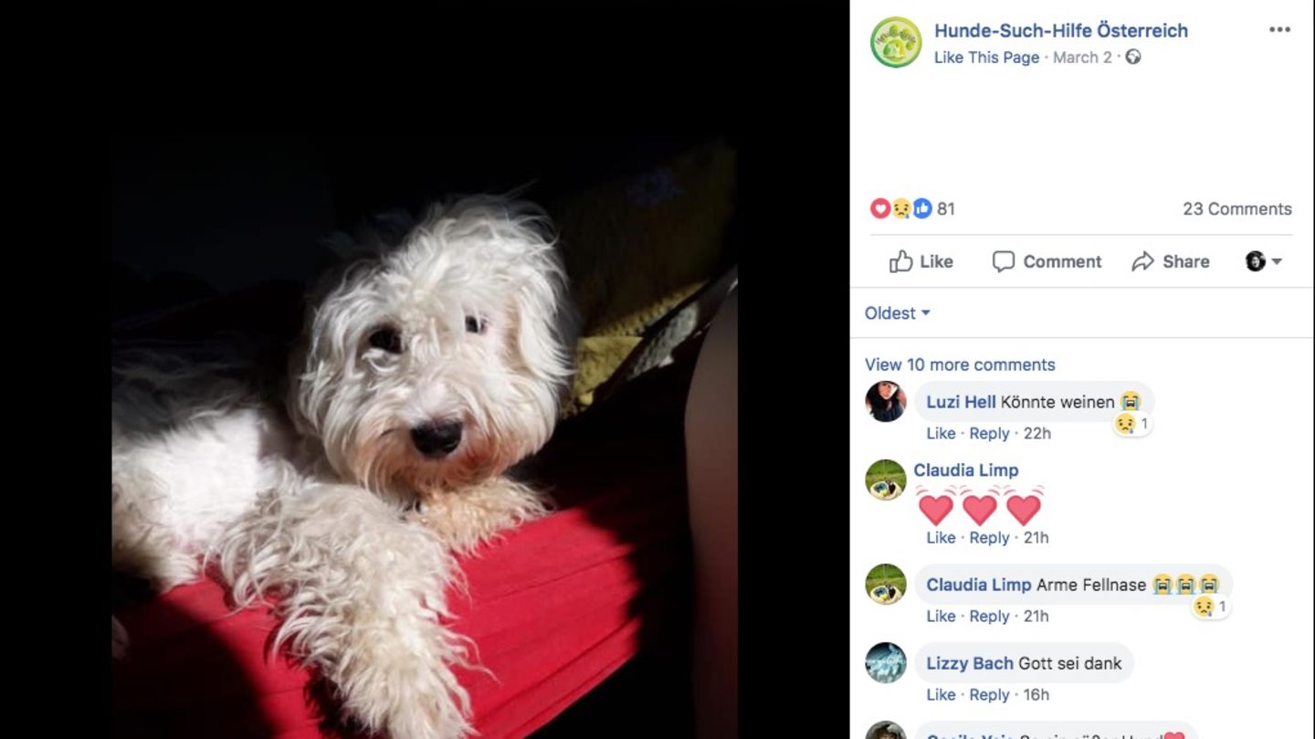 Malteserwelpe Buddy liegt auf einem Bett im Sonnenschein