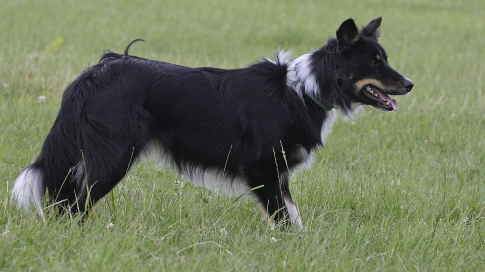Border Collie Der Hund soll einem Border Collie ähnlich sein