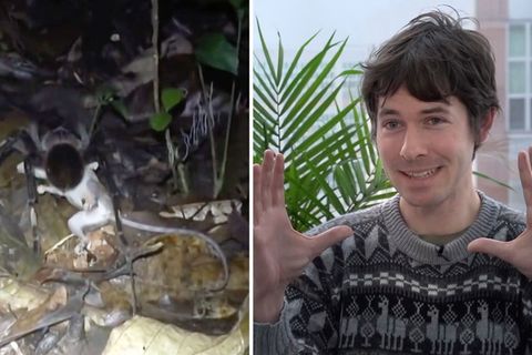 Riesige Tarantel erbeutet Opossum